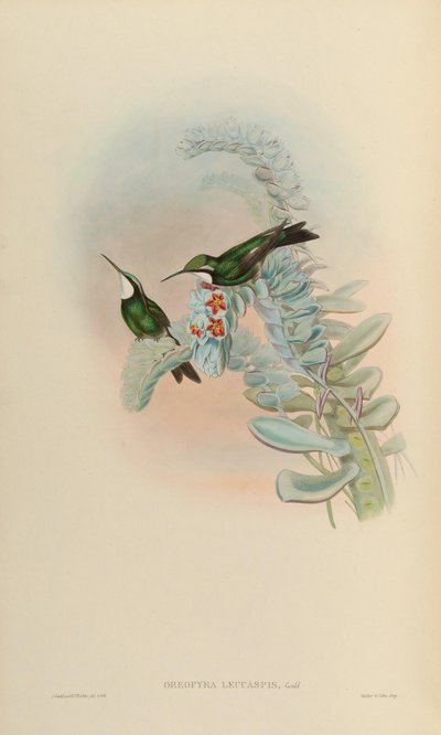 Oreopyra leucaspis door John Gould